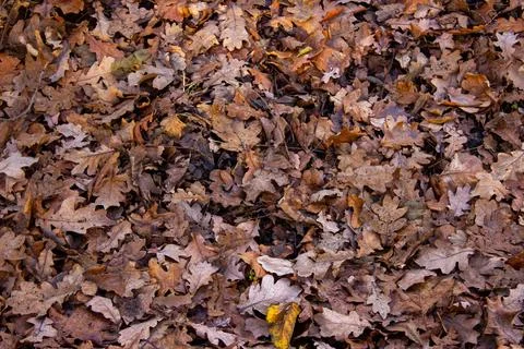 Fall brown leaves on the ground Stock Photos