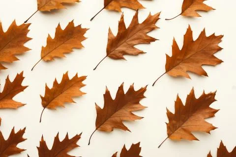 Fall brown leaves pattern isolated on white background Stock Photos