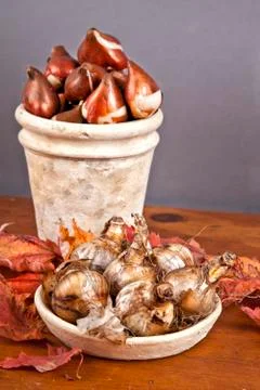 Fall bulbs Stock Photos