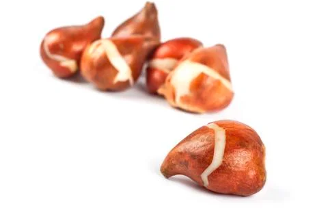 Fall bulbs Stock Photos