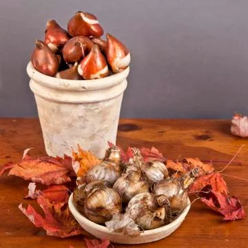 Fall bulbs Stock Photos