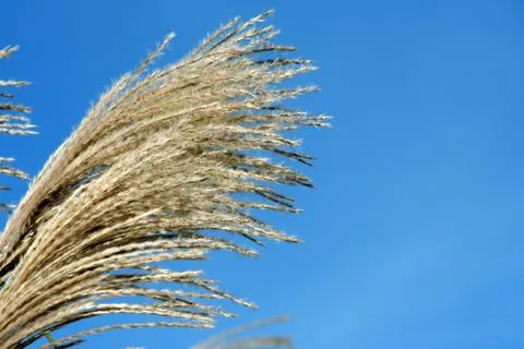 Fall bush seeds Stock Photos