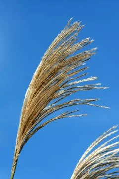 Fall bush seeds Stock Photos
