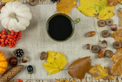 Fall Cafe Menu Design with Coffee Cup, White Pumpkin and Rowan Berries Fram.. Stock Photos