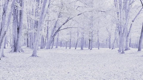 Fall Changes to Winter in the Park Christmas Holiday Scene Stock-Footage 43528103