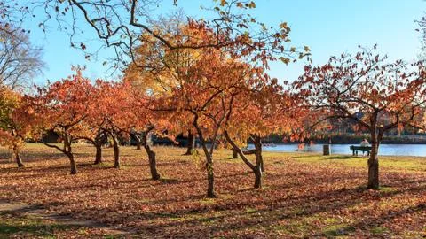 Fall at Charles River Stock Photos