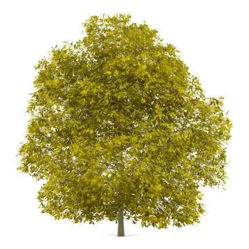 Fall chestnut tree isolated on white background Stock Illustration