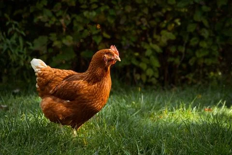 Fall Chicken Stock Photos