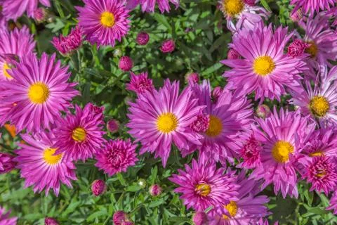 Fall chrysanthemum Stock Photos