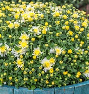 Fall chrysanthemum Stock Photos