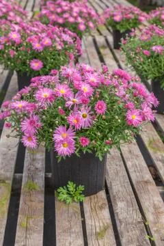 Fall chrysanthemum Stock Photos
