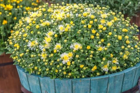 Fall chrysanthemum Stock Photos