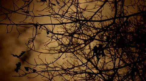 Fall clouds leaves Video stock 12440305