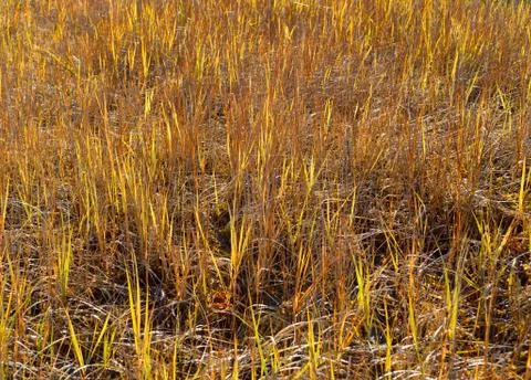 Fall coastal grasses Stock Photos