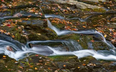 Fall color along a mountain stream. 写真素材