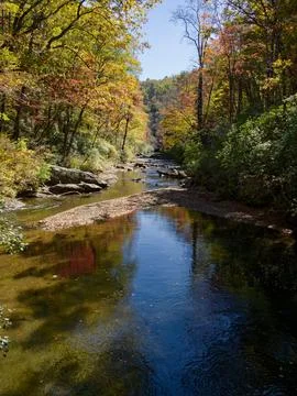 Fall color along a remote mountain stream 库存照片