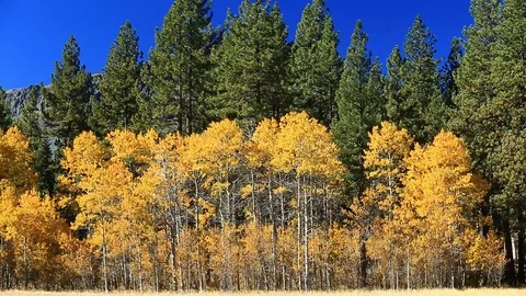 Fall Color Aspen Tree Pan near Lake Tahoe Califronia Stock Footage 97022471