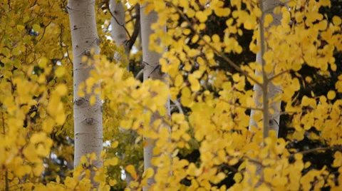 Fall Color on Beartooth Highway Video stock 32168212