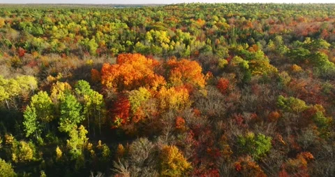 Fall color beautiful stand of orange trees Stock Footage 256914914