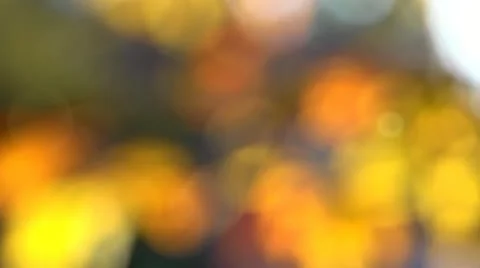 Fall color bg Video stock 12519044