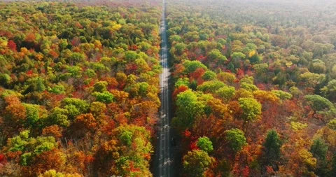 Fall color flying over road Stock Footage 256915005