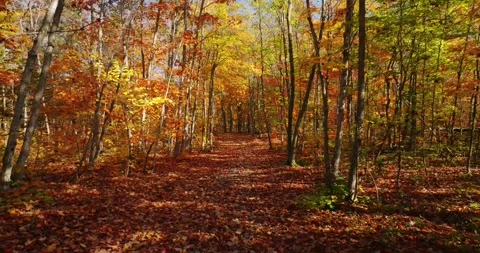 Fall color flying through yellow path 2 Stock Footage 256914982