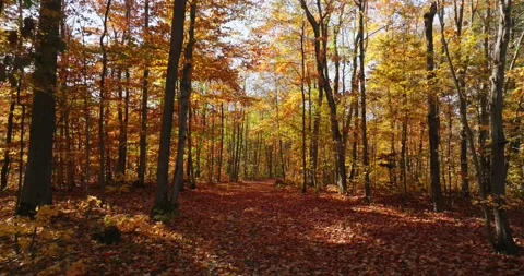 Fall color flying through yellow path Stock Footage 256915082