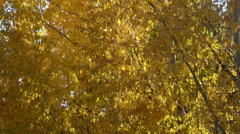 Fall Color Stock Footage 54754854