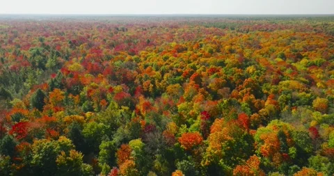 Fall color full background maple Stock Footage 256915058