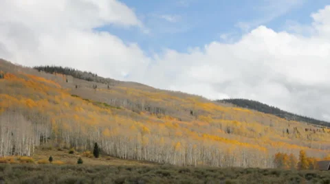 Fall Color HD2075 Stock Footage 989361