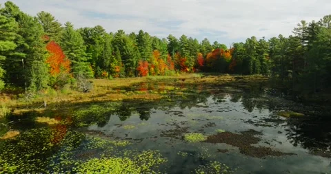 Fall color at lake dead end Stock Footage 256914915