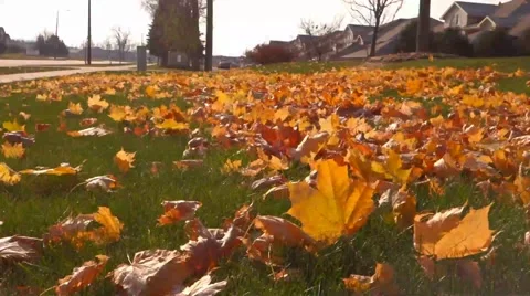 Fall color leaves Stock Footage 43942949