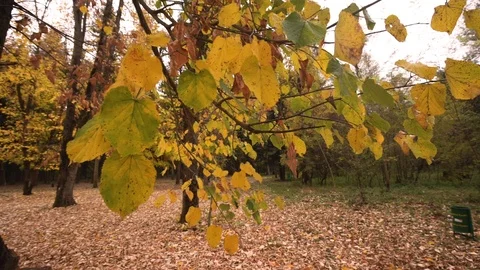 Fall color leaves passing through Stock Footage 100988717