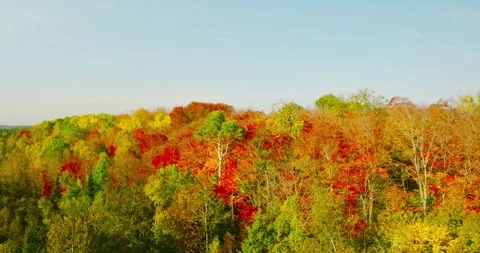 Fall color lone tree in color 1 Stock Footage 256915072