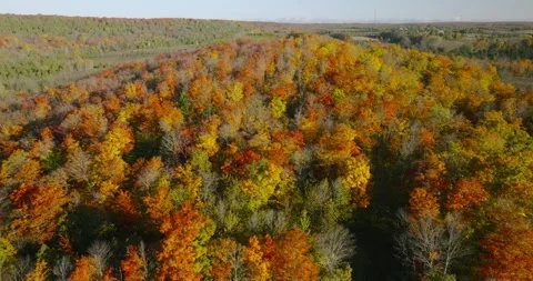 Fall color maple bush overhead Stock Footage 256915184