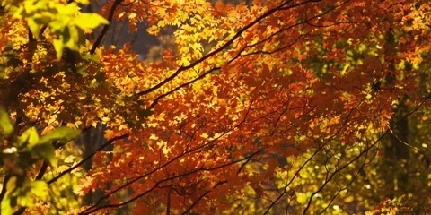 Fall color Maple leaves on the tree swaying in the wind Stock Footage 103785353