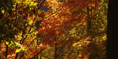 Fall color Maple leaves on the tree swaying in the wind Stock Footage 103785702