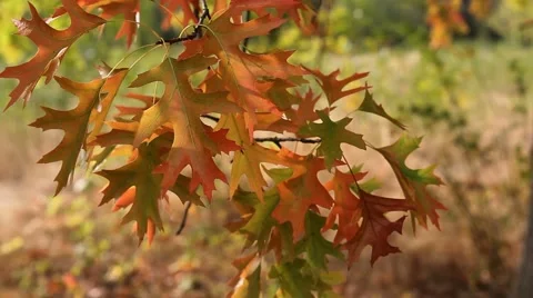 Fall Color Oak leaves on branches swaying on a breezy day autumn season 1080p Stock Footage 55069731