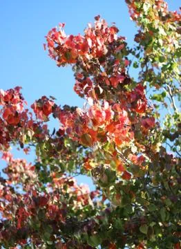 Fall Color Pallette Stock Photos