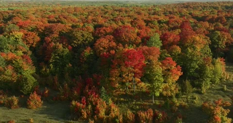 Fall color perfect tree 1 Stock Footage 256915558