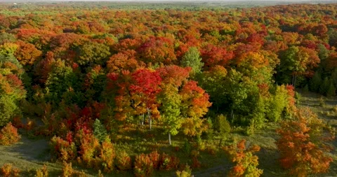 Fall color perfect tree 2 Stock Footage 256915615