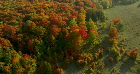 Fall color perfect tree 3 Stock Footage 256915601