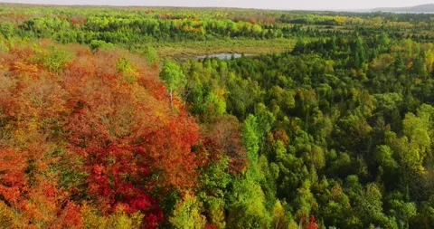Fall color perfect tree along bank of maples 2 Stock Footage 256915681