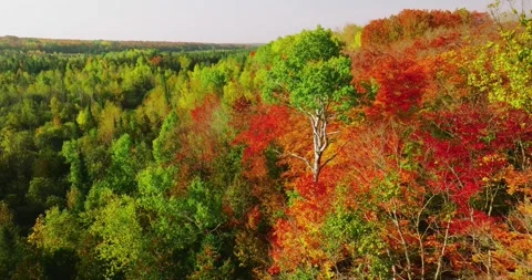 Fall color perfect tree along bank of maples 3 Stock Footage 256915693