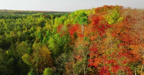 Fall color perfect tree along bank of maples Stock Footage 256915726