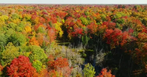 Fall color perfect trees forest twist Stock Footage 256915712