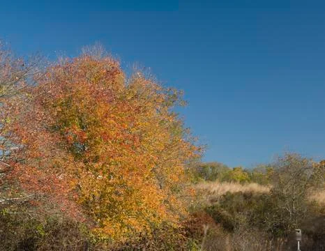 Fall color Foto stock