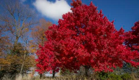 Fall Color  写真素材