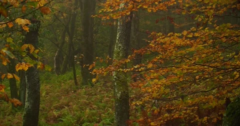 Fall color in rainy forest - 2 Stock Footage 238796440