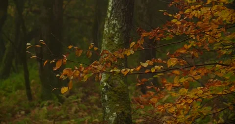 Fall color in rainy forest Stock Footage 238796390